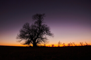 Crack willow or brittle willow (Salix fragilis) lone tree standing in a meadow at sunset; Bavaria, Germany