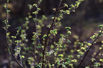 Green, juicy, spring foliage on bushes in backlight, buds, macro.