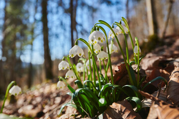 Spring snowflake (Leucojum vernum) blossom in a forest; Upper Palatinate, Bavaria, Germany