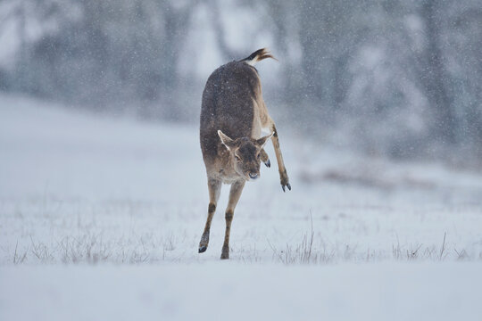 Fallow deer doe (Dama dama) leaping in the snowfall, captive; Bavaria, Germany