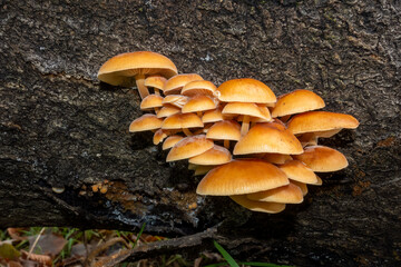 Fungi growing out of a fallen tree