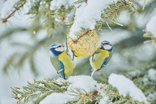 Two Eurasian blue tits (Cyanistes caeruleus) feeding from a suet in a snowy tree; Bavaria, Germany