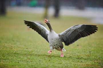Greylag goose (Anser anser) running on a meadow with it's wings spread and beak open, ready to take flight; Bavaria, Germany