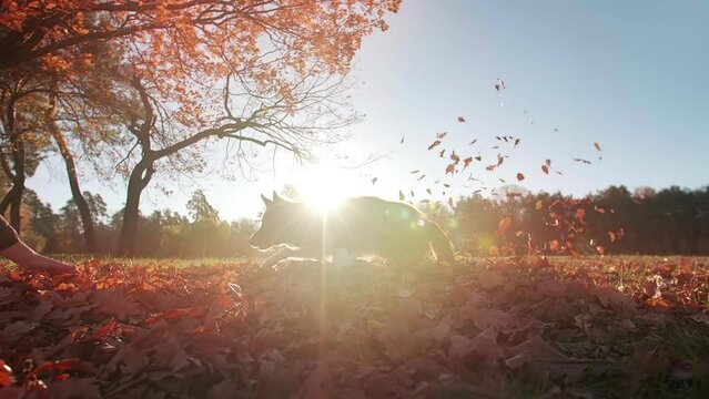 Close-up shot of a cheerful, caucasian man playing with his cute Border Collie in the park. Active, playful dog enjoying fresh morning outdoors. High quality FullHD footage