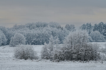 Obraz na płótnie Canvas Zimowe zamglone krajobrazy. Drzewa pokryte białym szronem, szadzią spowite delikatną mgłą. Różowe refleksy zachodzącego słońca.