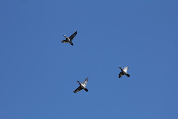 duck birds in flight