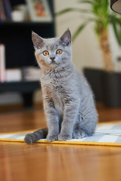 Portrait of a British Shorthair house kitten; Bavaria, Germany