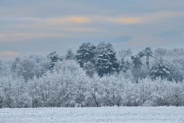 Zimowe zamglone krajobrazy. Drzewa pokryte białym szronem, szadzią spowite delikatną mgłą. Różowe refleksy zachodzącego słońca. © Tomasz