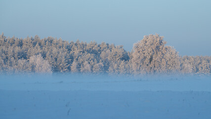 Zimowe zamglone krajobrazy. Drzewa pokryte białym szronem, szadzią spowite delikatną mgłą....