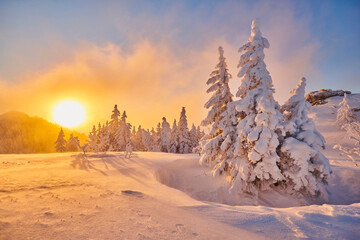 Frozen Norway spruce or European spruce (Picea abies) trees at sunrise on Mount Arber in the Bavarian Forest; Bavaria, Germany