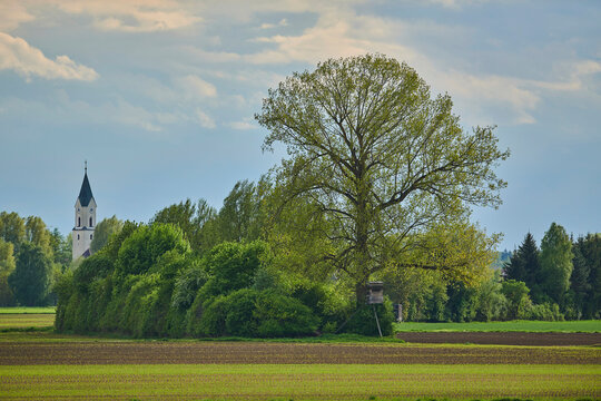 Great European aspen (Populus tremula) tree and a church steeple, Bavarian Forest; Bavaria, Germany
