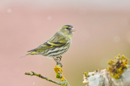 Eurasian siskin (Spinus spinus) perched on a branch; Bavaria, Germany