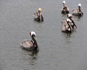 A bunch of pelicans in the water