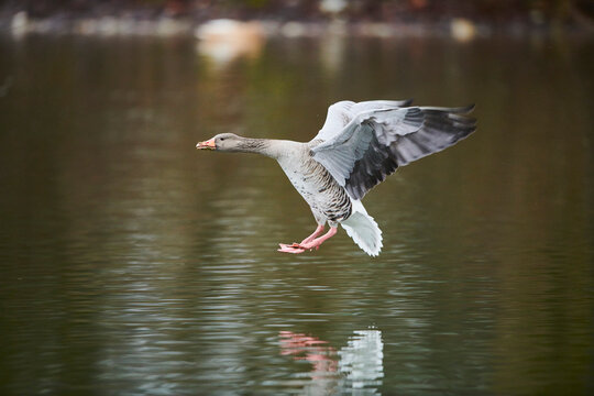 Greylag goose (Anser anser) landing on a lake; Bavaria, Germany