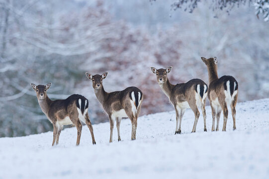 Four Fallow deer (Dama dama) does standing in a row on a snowy meadow; Bavaria, Germany