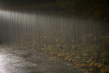 Fototapeta heavy rain at night before car light obraz