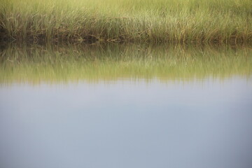reeds in the ocean marsh water