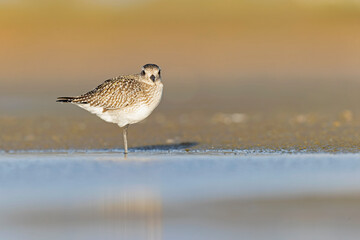 A black-bellied plover (Pluvialis squatarola) foraging during fall migration on the beach.