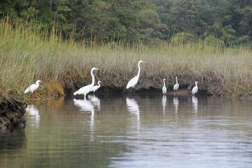 Naklejka na ściany i meble egrets birds in a marsh
