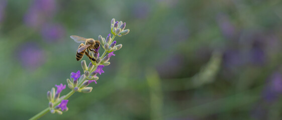 Honey bee pollinating lavender flowers. Close-up macro image wit blurred background. Blurred summer...