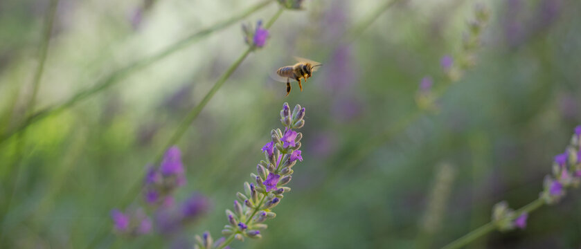 Honey bee pollinating lavender flowers. Close-up macro image wit blurred background. Blurred summer background of lavender flowers with bee.