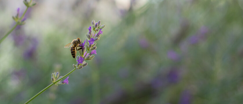 Honey bee pollinating lavender flowers. Close-up macro image wit blurred background. Blurred summer background of lavender flowers with bee.