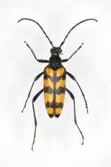 Fototapeta premium Leptura quadrifasciata, the longhorn beetle, a 50 years old specimen from beetle collection.