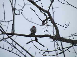 woodpecker bird on a branch