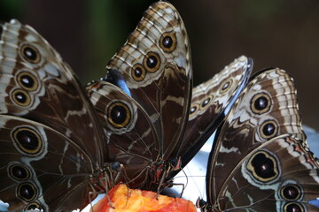 butterfly on fruit