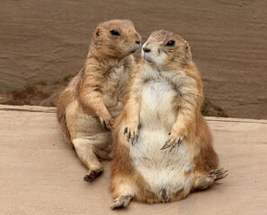 prairie dogs on the ground