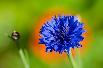 Blue Bachelor's Button (Centaurea cyanus) flowering plant blooms in an Oregon flower garden; Astoria, Oregon, United States of America