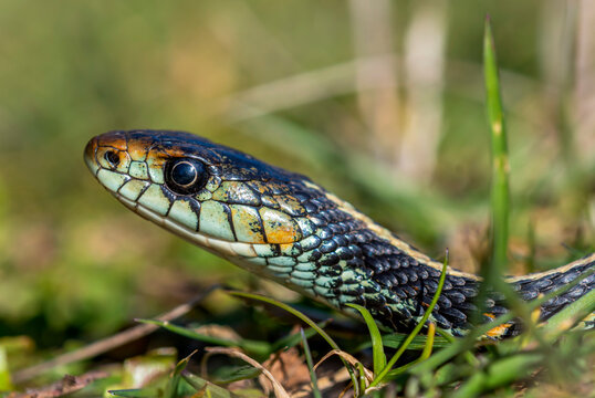 Western terrestrial garter snake (Thamnophis elegans) soaks up some sunlight in Oregon; Astoria, Oregon, United States of America