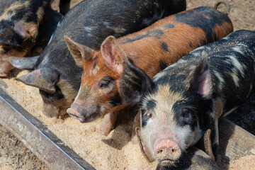 Five piglets (Sus domesticus) standing in a row feeding at a trough at Upper Canada Village; Morrisburg, Ontario, Canada