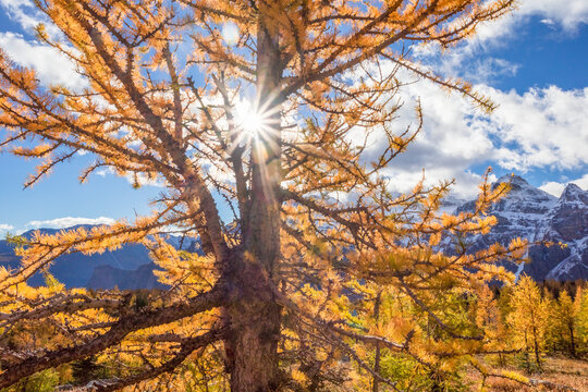 Golden larch trees with sunburst in Larch Valley in Banff National Park; Alberta, Canada