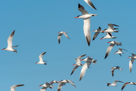 Flock of Caspian Terns (Hydroprogne caspia) fly at Cape Disappointment State Park in Washington, USA; Ilwaco, Washington, United States of America