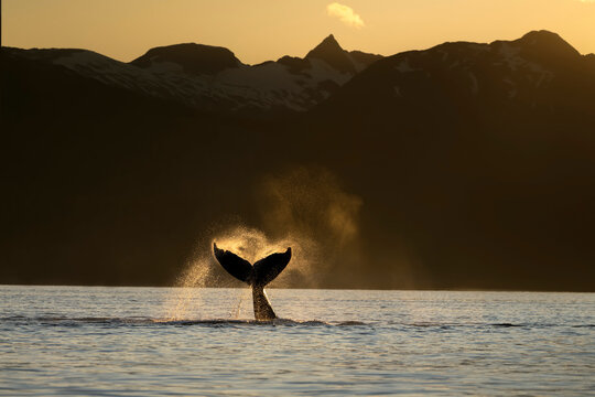 Humpback whale lobbing its flukes at sunset in the Lynn Canal, Inside Passage, Alaska, USA