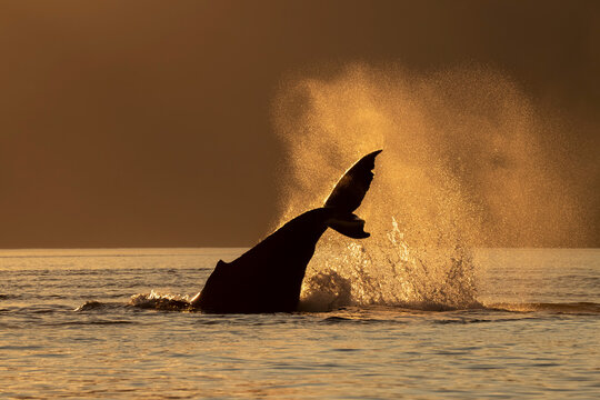 Silhouette of a humpback whale (Megaptera novaeangliae) lobbing its flukes in the Lynn Canal and throwing its tail; Inside Passage, Alaska, United States of America
