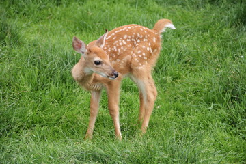 fawn in the meadow bambi