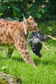 Eurasian lynx (Lynx lynx) walking and carrying a dead bird in it's mouth; Bavaria, Germany