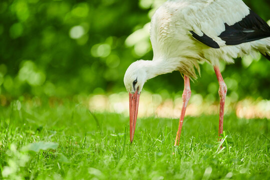 Fototapeta White stork (Ciconia ciconia) feeding in the grass  Bavaria, Germany