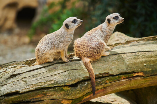 Two Meerkats or suricate (Suricata suricatta) sitting alert on a log looking to the right, captive; Bavaria, Germany