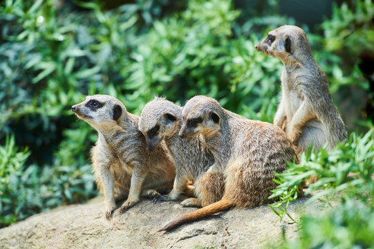 Portrait of a mob of Meerkats or suricate (Suricata suricatta), captive; Bavaria, Germany