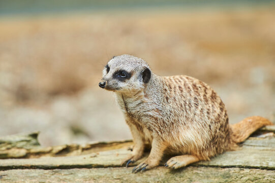Portrait of a Meerkat or suricate (Suricata suricatta), captive; Bavaria, Germany
