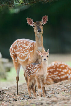 Portrait of European fallow deer (Dama dama) doe and fawn, captive; Czech Republic