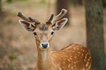 European fallow deer or common fallow deer (Dama dama) buck portrait with growing antlers; Bavaria, Germany