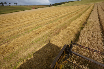 The late summer wheat harvest in southwest England.; Teignmouth, Devon, England, Great Britain.