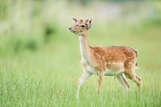 European fallow deer or common fallow deer (Dama dama) doe portrait; Bavaria, Germany
