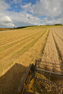 The late summer wheat harvest in southwest England.; Teignmouth, Devon, Great Britain.