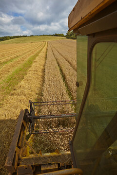 The late summer wheat harvest in southwest England.; Teignmouth, Devon, Great Britain.