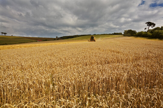 The late summer wheat harvest in southwest England.; Teignmouth, Devon, Great Britain.